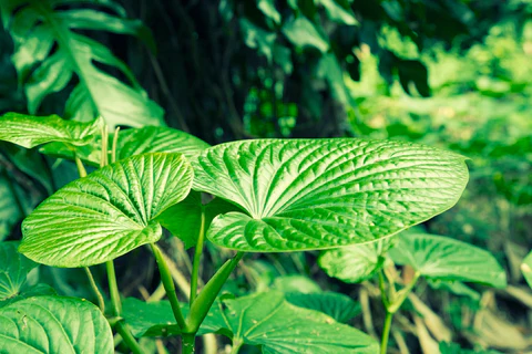 Kava Australia
